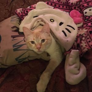 Meet your Posher, Kittni